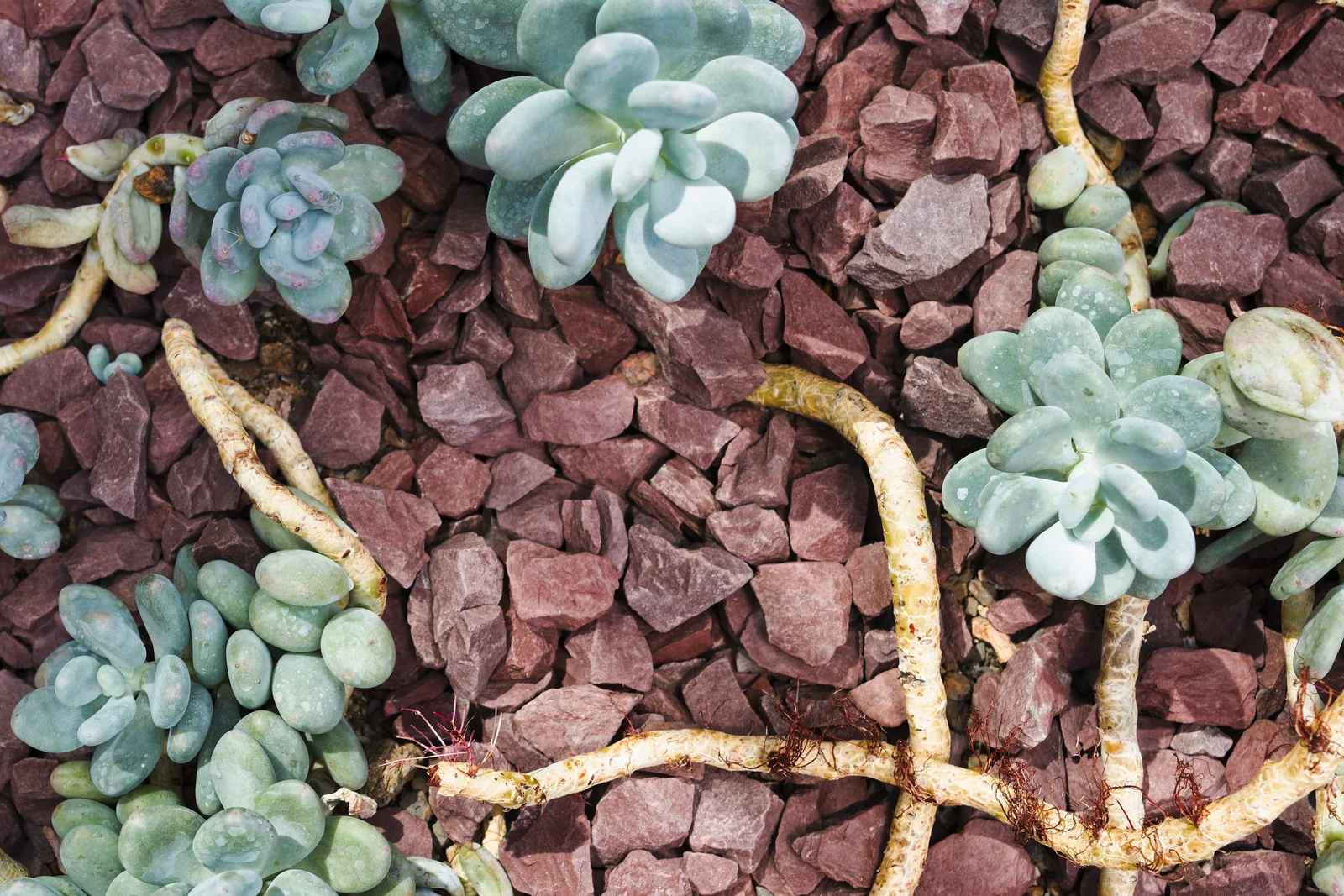 Succulents growing through warm red gravel in a low-water planting bed